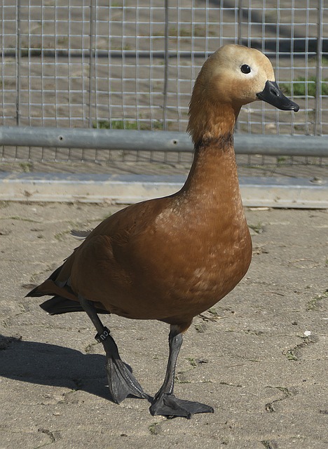 在于持